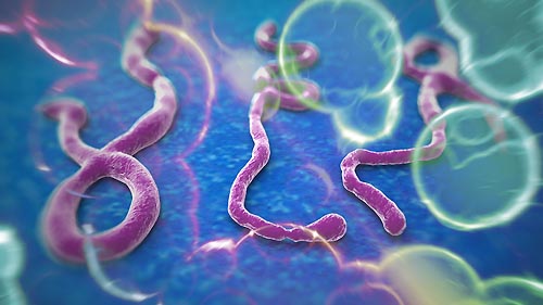 ebola virus