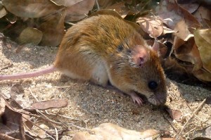 ratos ny