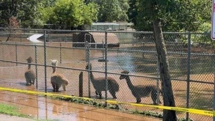 Comunidade: Para proteger os animais das mudanças climáticas Johnson Comunidade: Para proteger os animais das mudanças climáticas Johnson